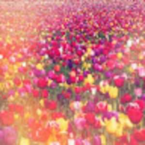 Meet your Posher, Ryshena